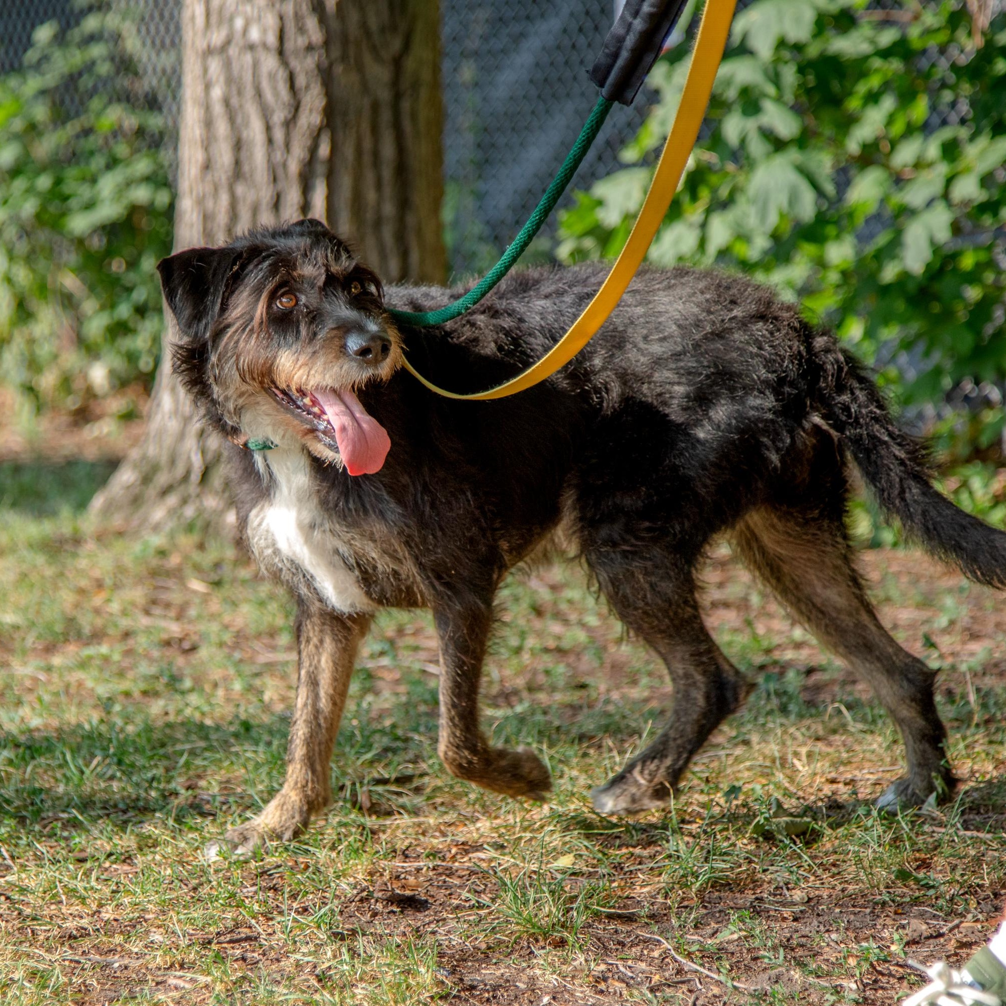 Kika, a ADOPTABLE mixed breed in Mississauga, ON image 2/6