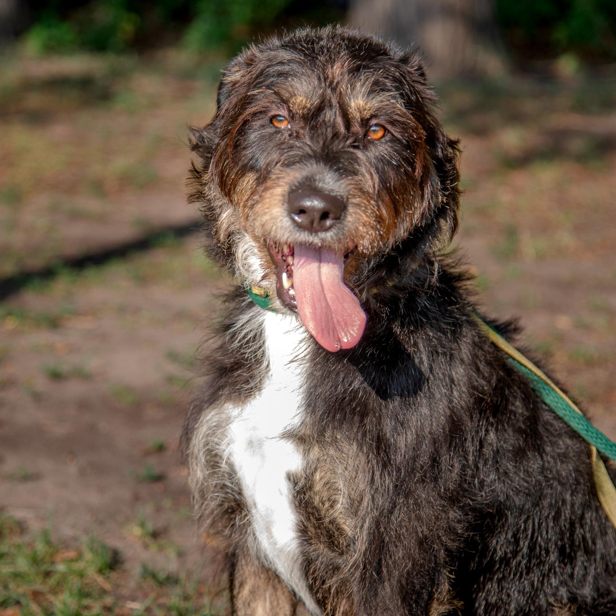 Kika, a ADOPTABLE mixed breed in Mississauga, ON image 4/6
