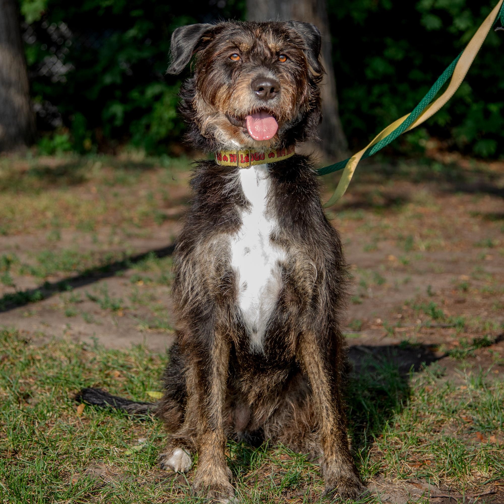 Kika, a ADOPTABLE mixed breed in Mississauga, ON image 3/6