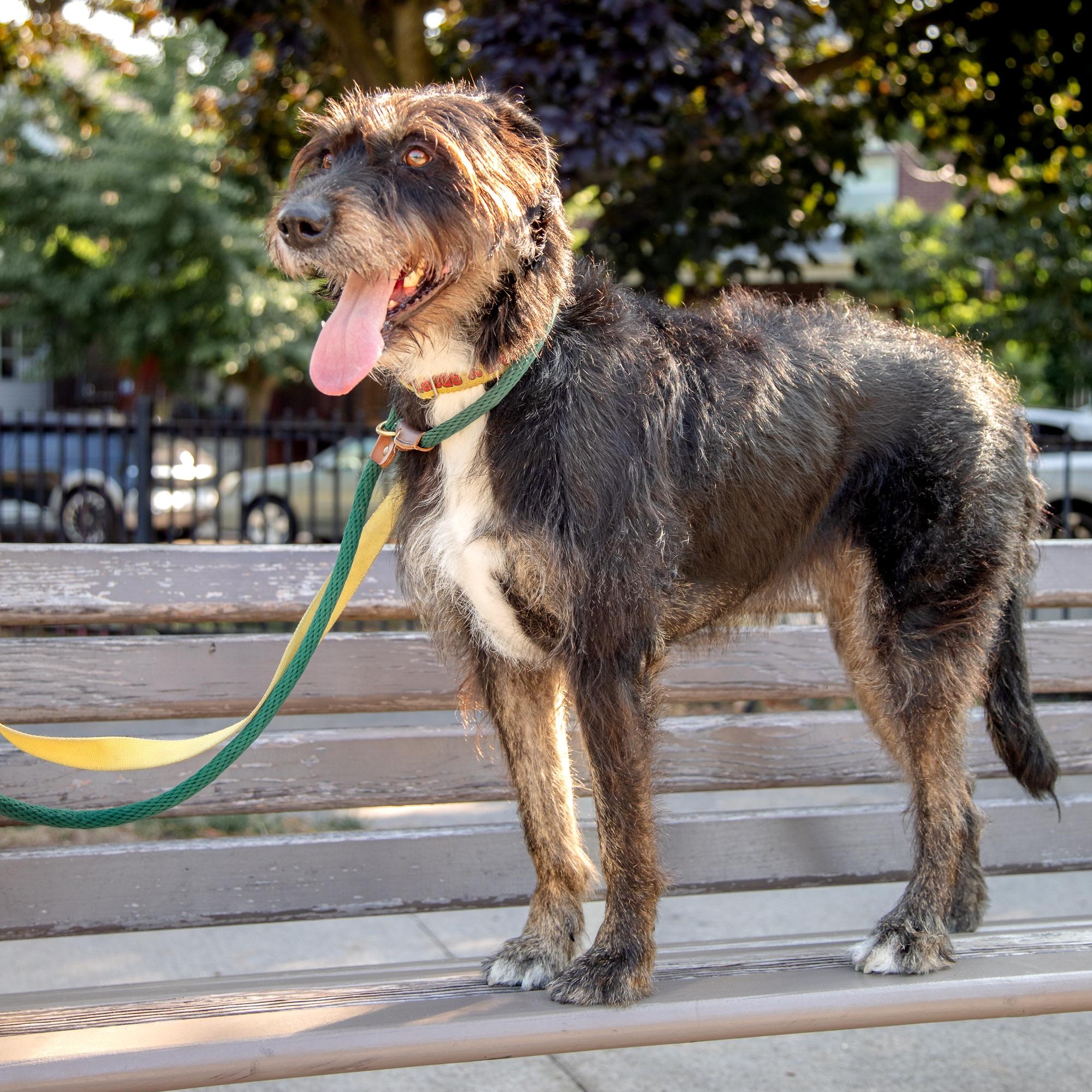 Kika, a ADOPTABLE mixed breed in Mississauga, ON image 5/6