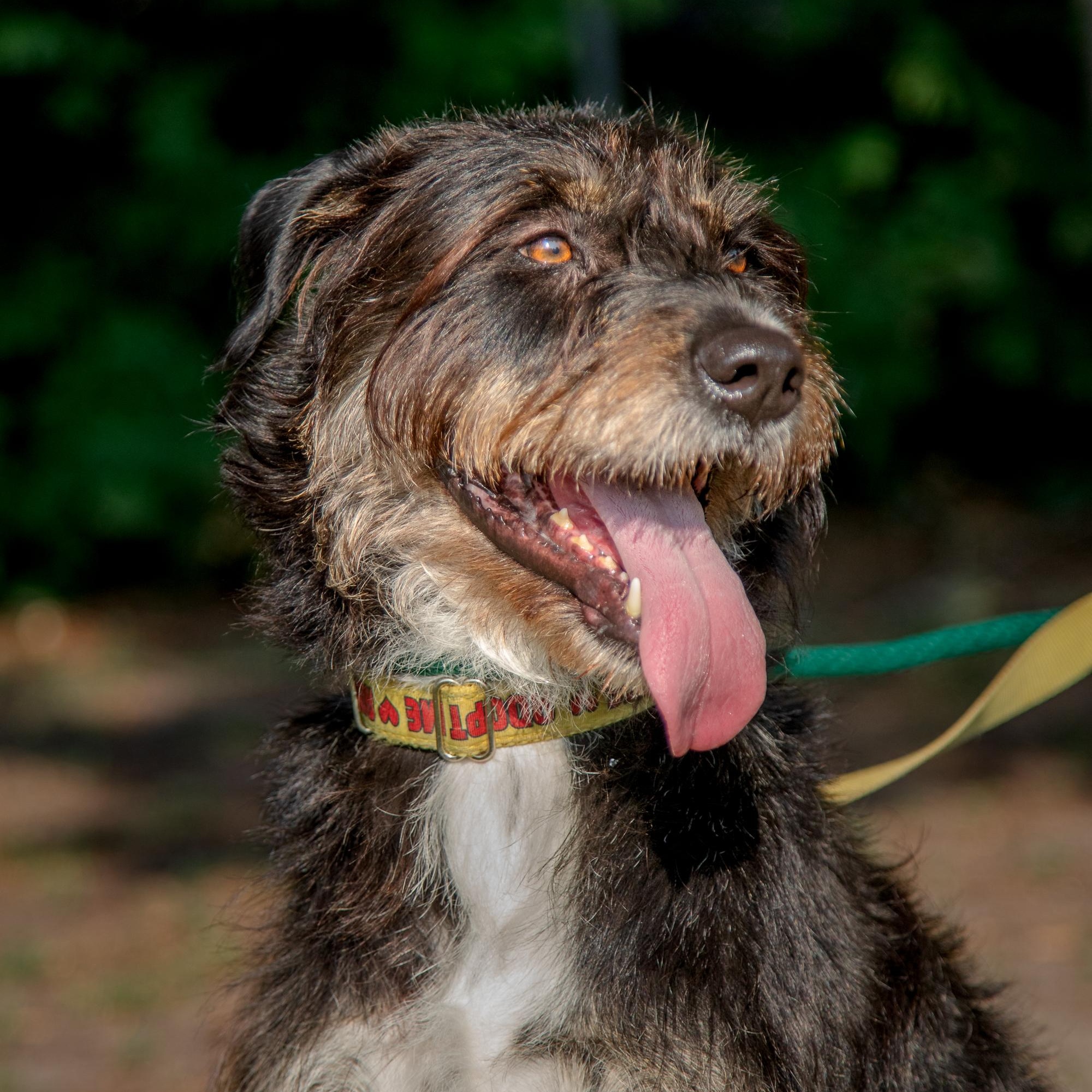 Kika, a ADOPTABLE mixed breed in Mississauga, ON image 1/6