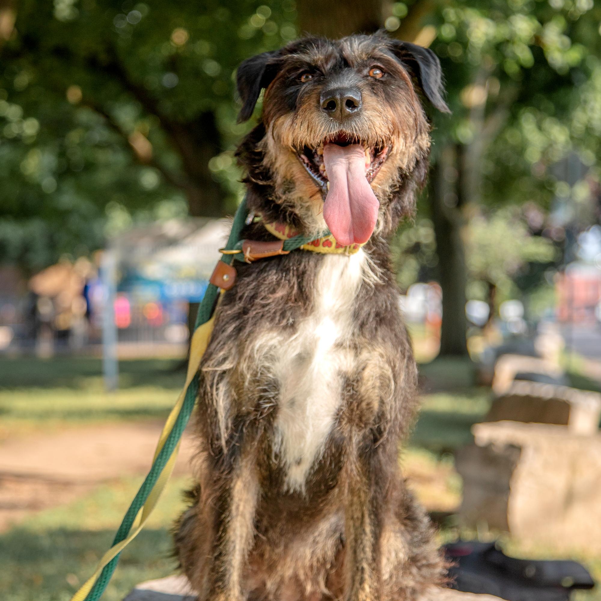 Kika, a ADOPTABLE mixed breed in Mississauga, ON image 6/6