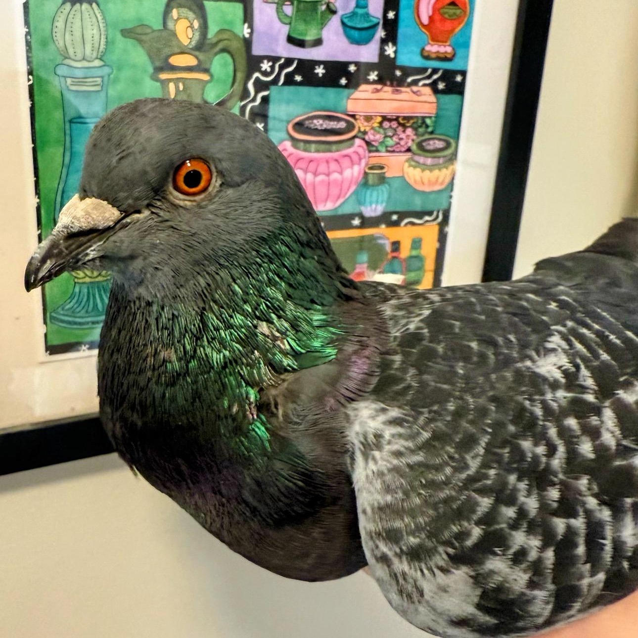 Enlarge Mygale, a Adoptable Pigeon in Chicago, IL image 2/2