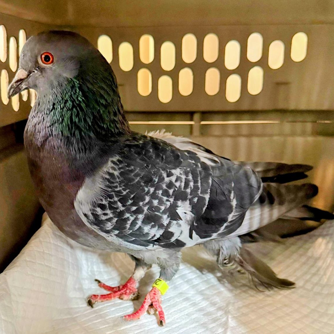 Enlarge Mygale, a Adoptable Pigeon in Chicago, IL image 1/2