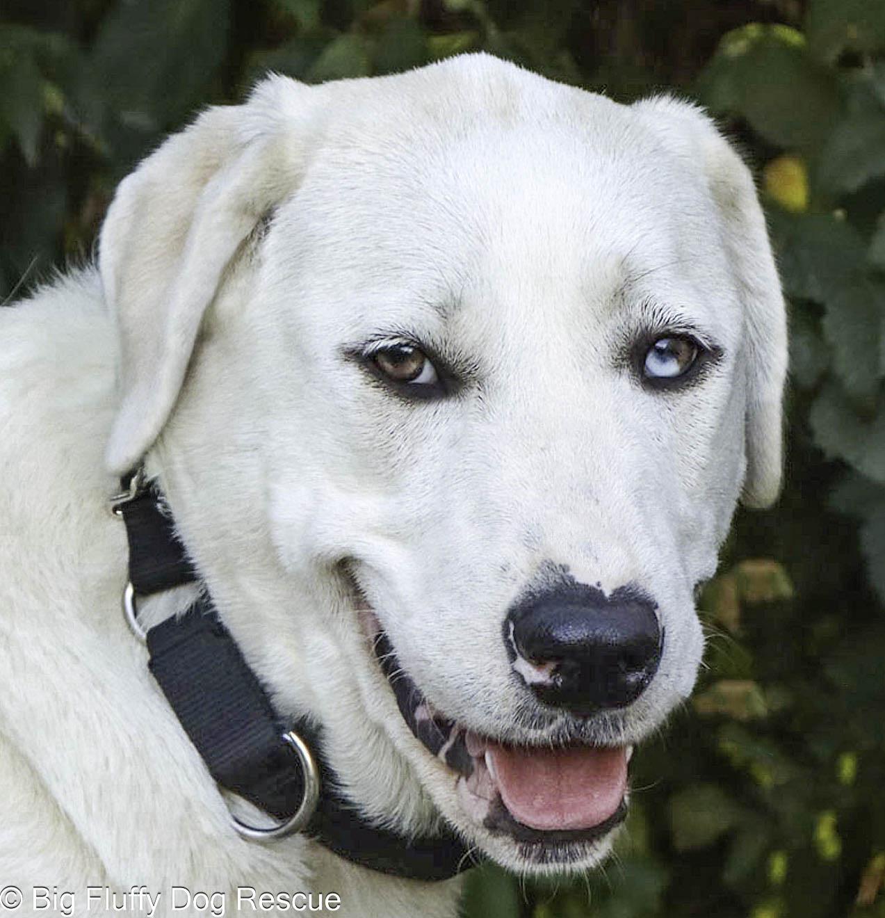 Silvia, Adoptable, Adult Female Anatolian Shepherd.
