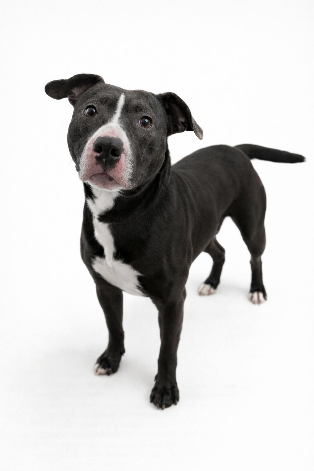 Enlarge Kona, a ADOPTABLE mixed breed in Wooster, OH image 1/1