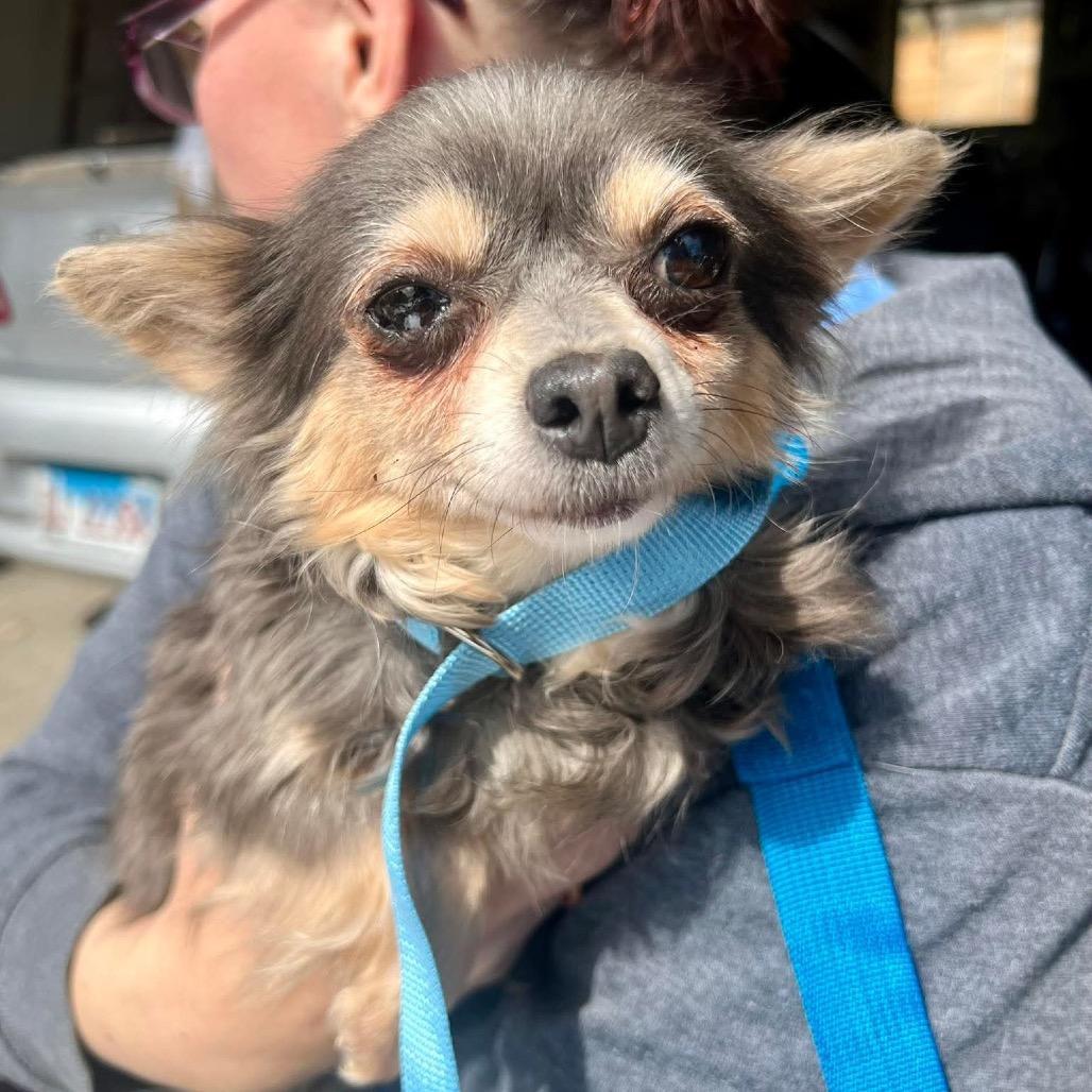 Osaka, Adoptable, Adult Female Chihuahua.