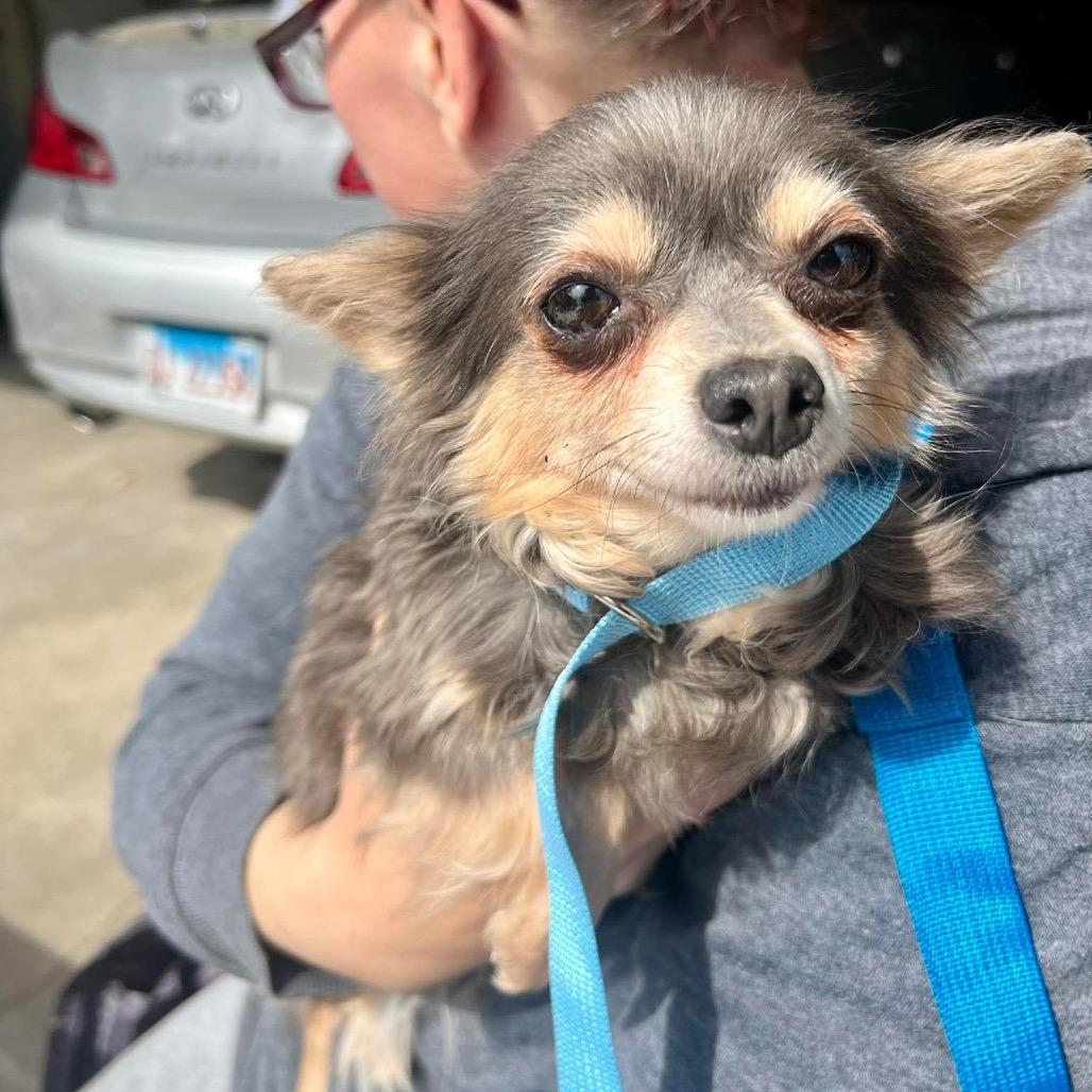 Enlarge Osaka, a Adoptable Chihuahua in St. Charles, IL image 2/6