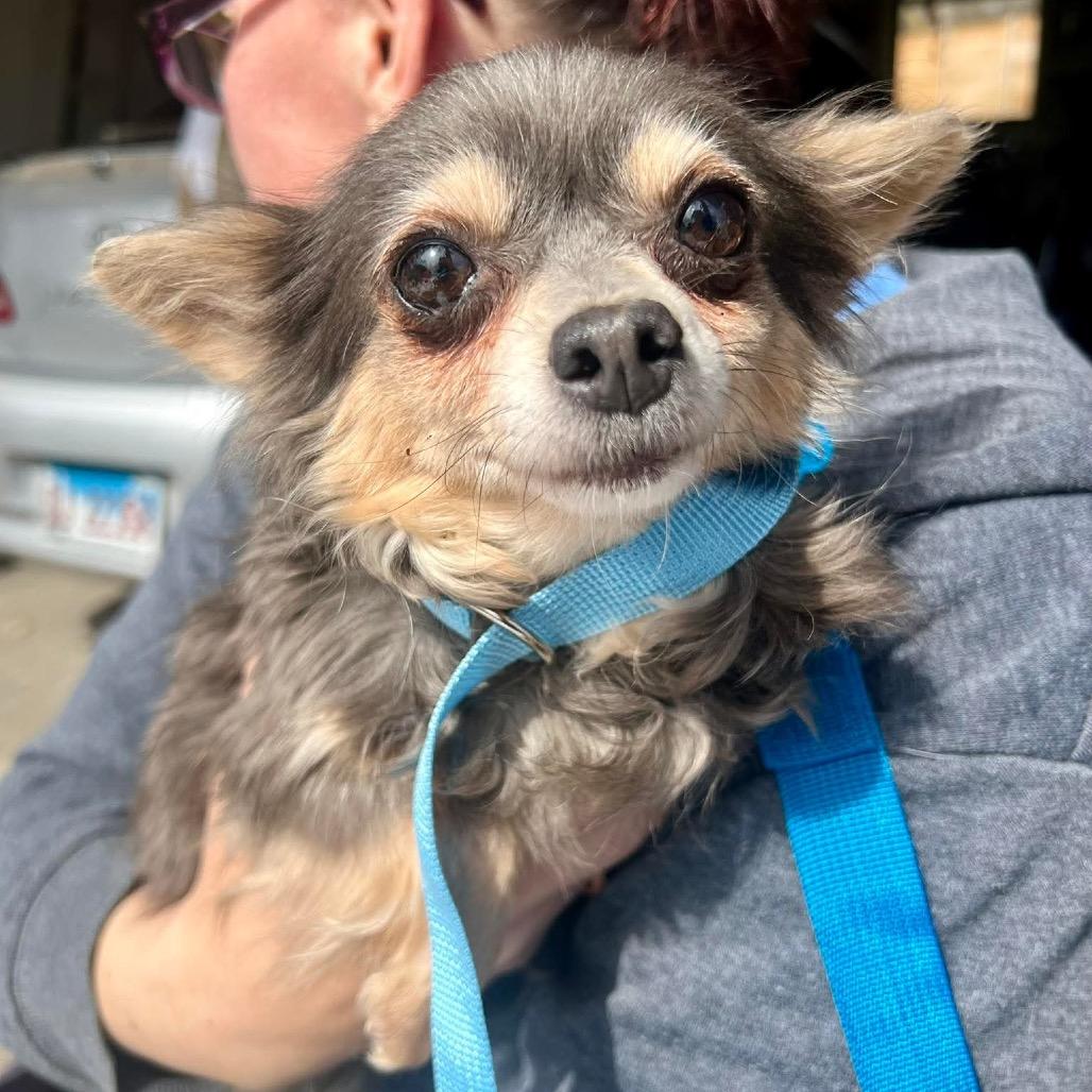 Enlarge Osaka, a Adoptable Chihuahua in St. Charles, IL image 3/6