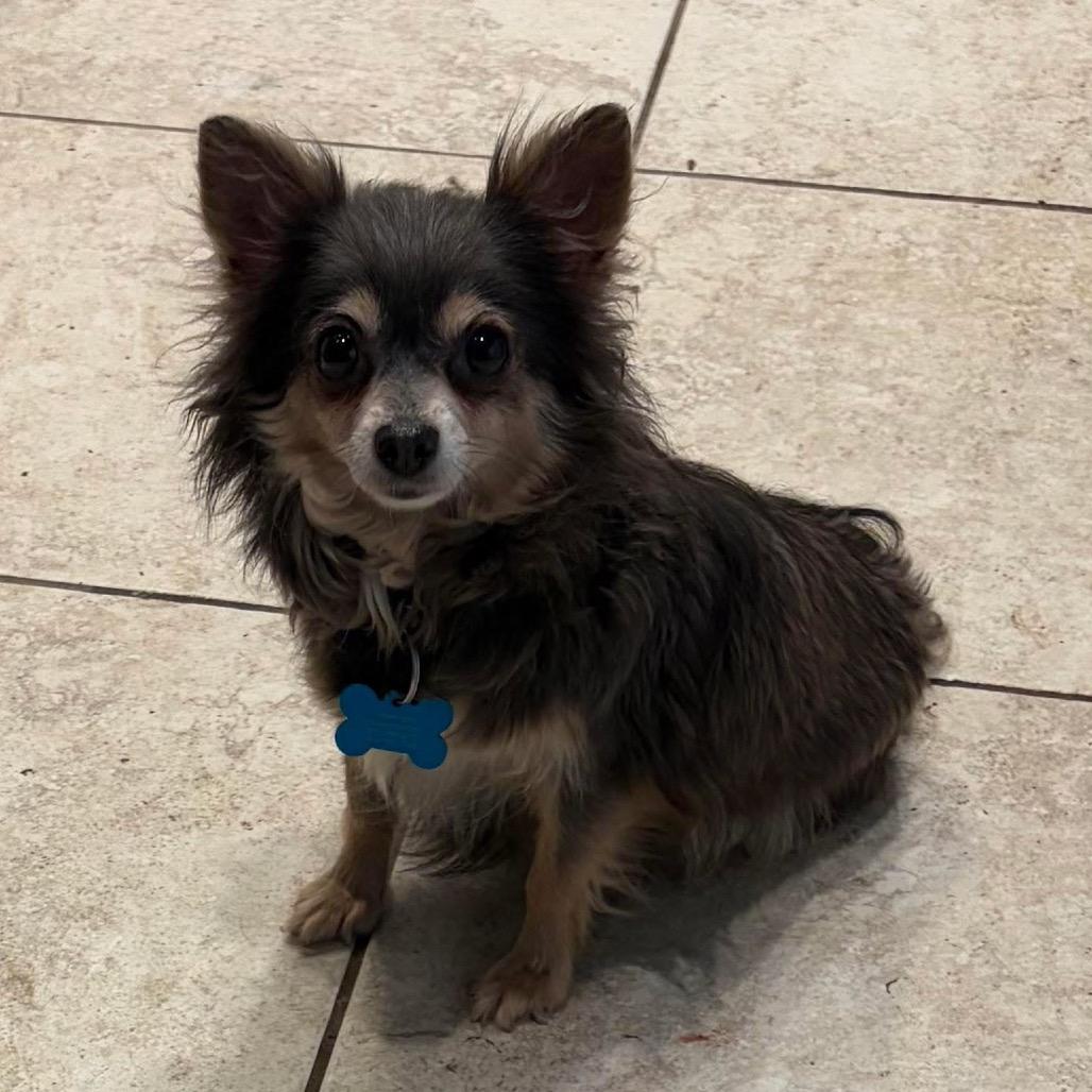 Enlarge Osaka, a Adoptable Chihuahua in St. Charles, IL image 4/6