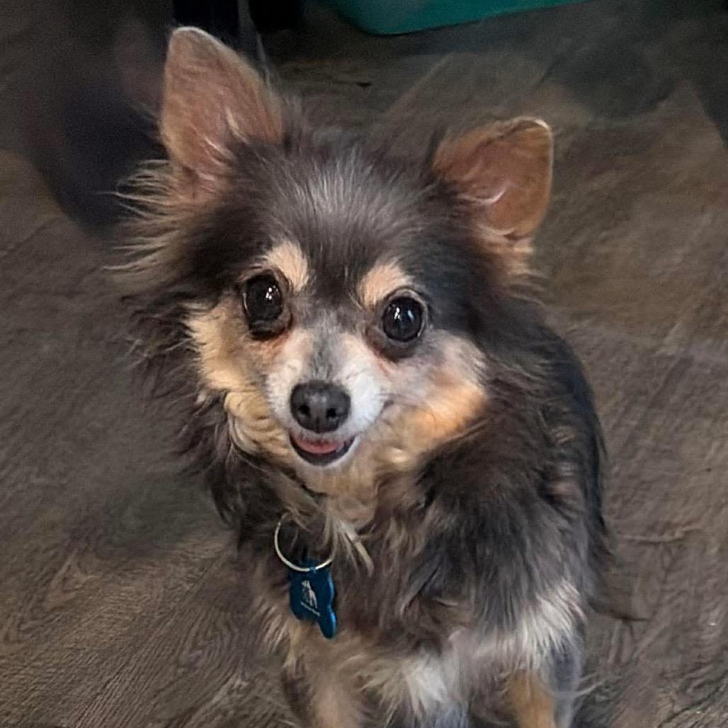 Enlarge Osaka, a Adoptable Chihuahua in St. Charles, IL image 5/6