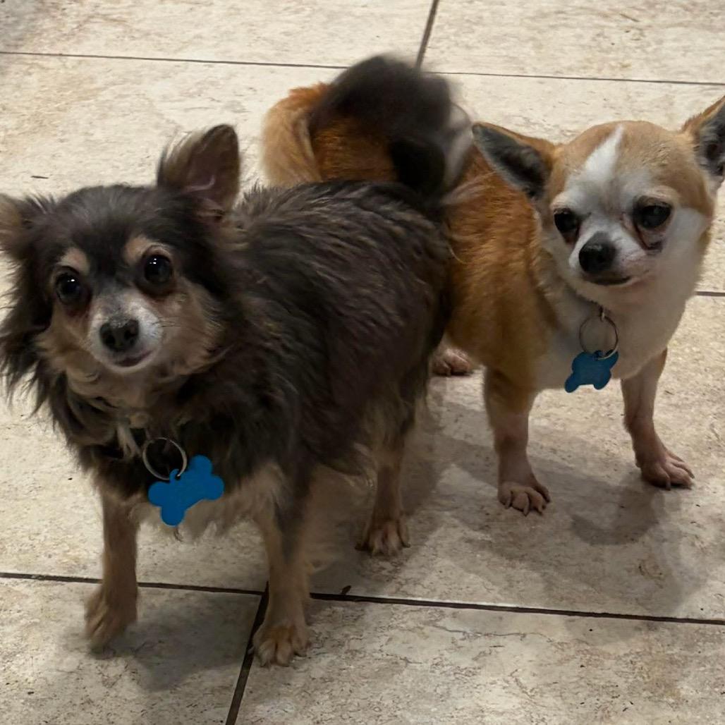 Enlarge Osaka, a Adoptable Chihuahua in St. Charles, IL image 6/6