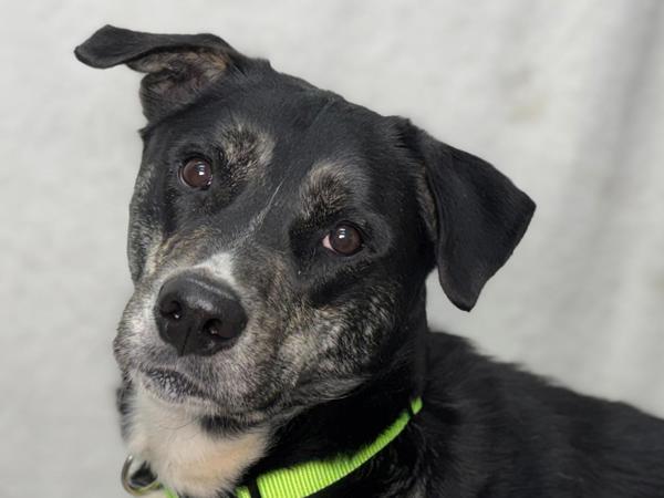Enlarge Tacoma, a Adoptable mixed breed in Portland, OR image 2/2