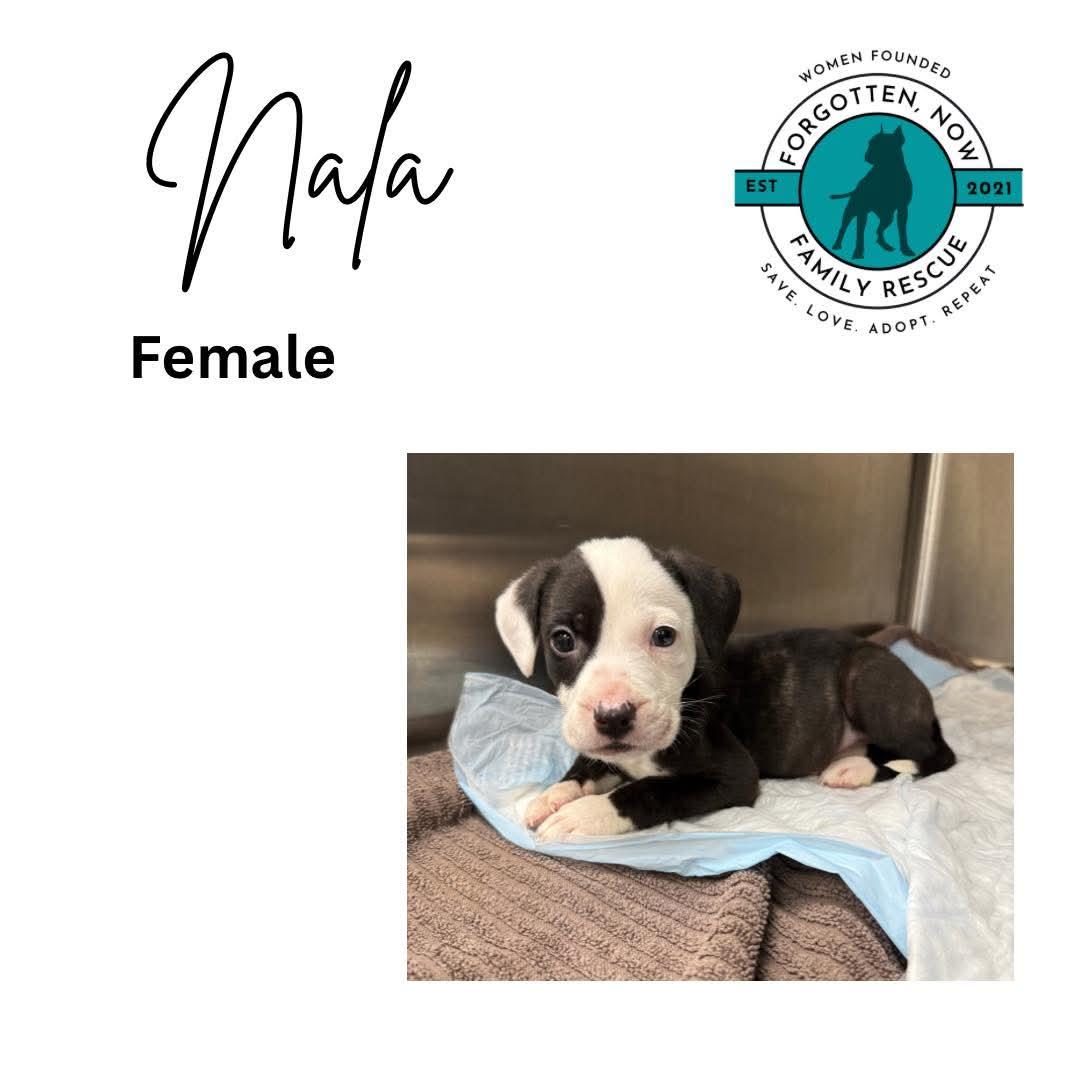 Nala, a Adoptable Mixed Breed in Cornelius, NC image 2/2