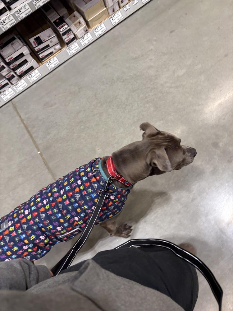 Enlarge Finnick, a Adoptable mixed breed in Xenia, OH image 1/6