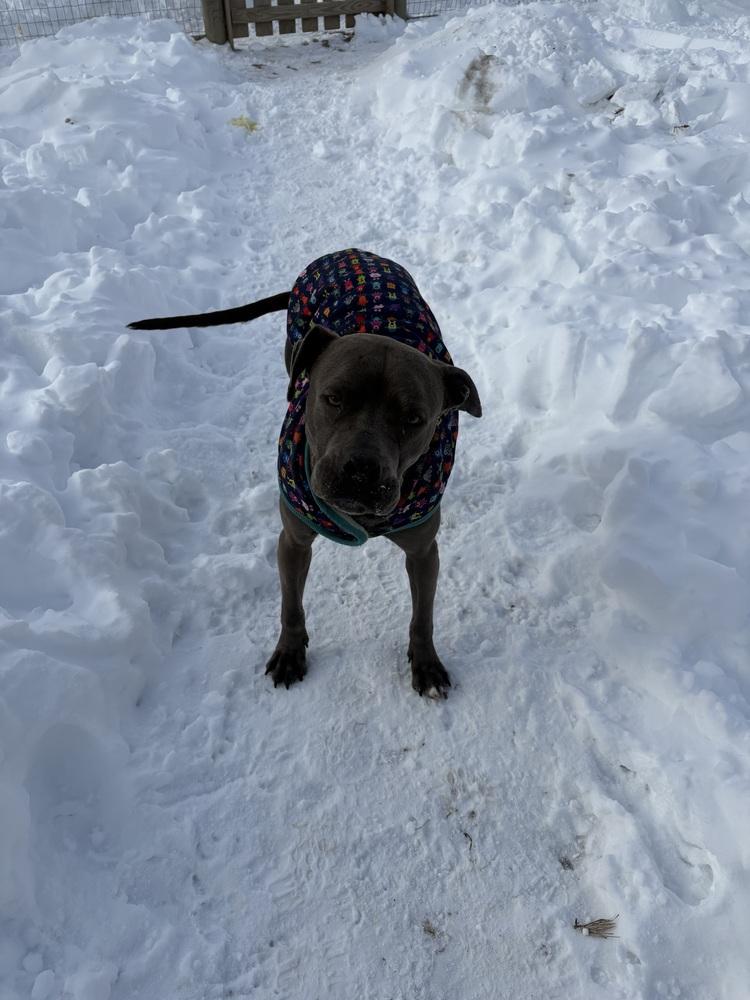 Enlarge Finnick, a Adoptable mixed breed in Xenia, OH image 2/6