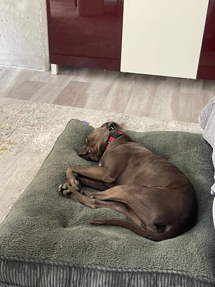 Enlarge Finnick, a Adoptable mixed breed in Xenia, OH image 3/6