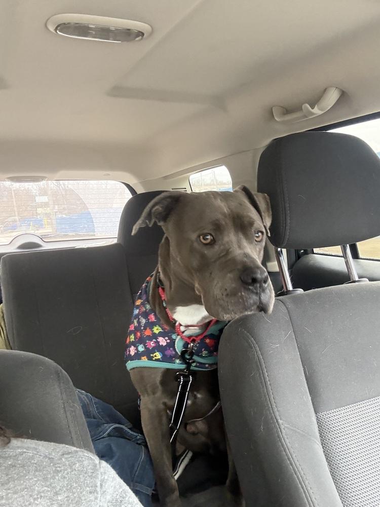 Enlarge Finnick, a Adoptable mixed breed in Xenia, OH image 4/6