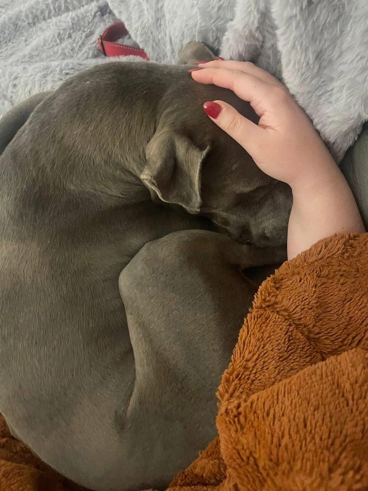 Enlarge Finnick, a Adoptable mixed breed in Xenia, OH image 5/6