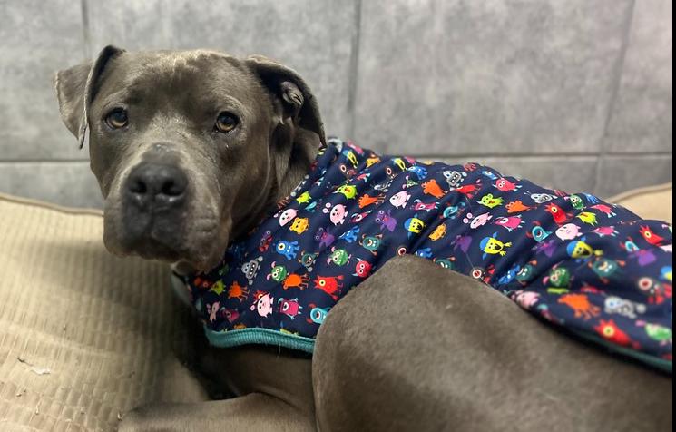 Enlarge Finnick, a Adoptable mixed breed in Xenia, OH image 6/6