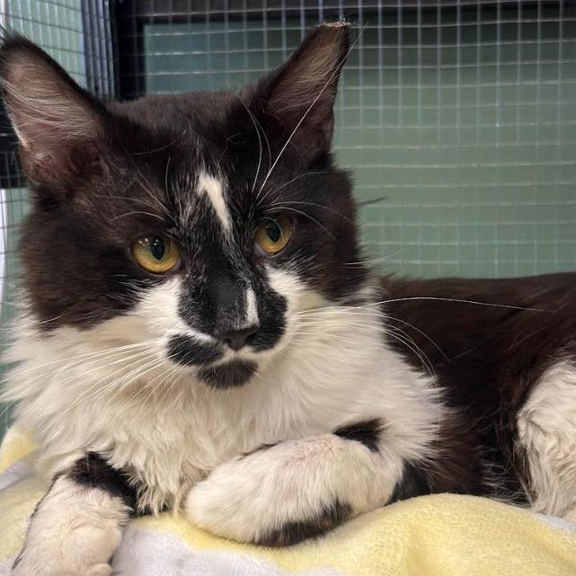 Gerard, Adoptable, Adult Male Domestic Long Hair.
