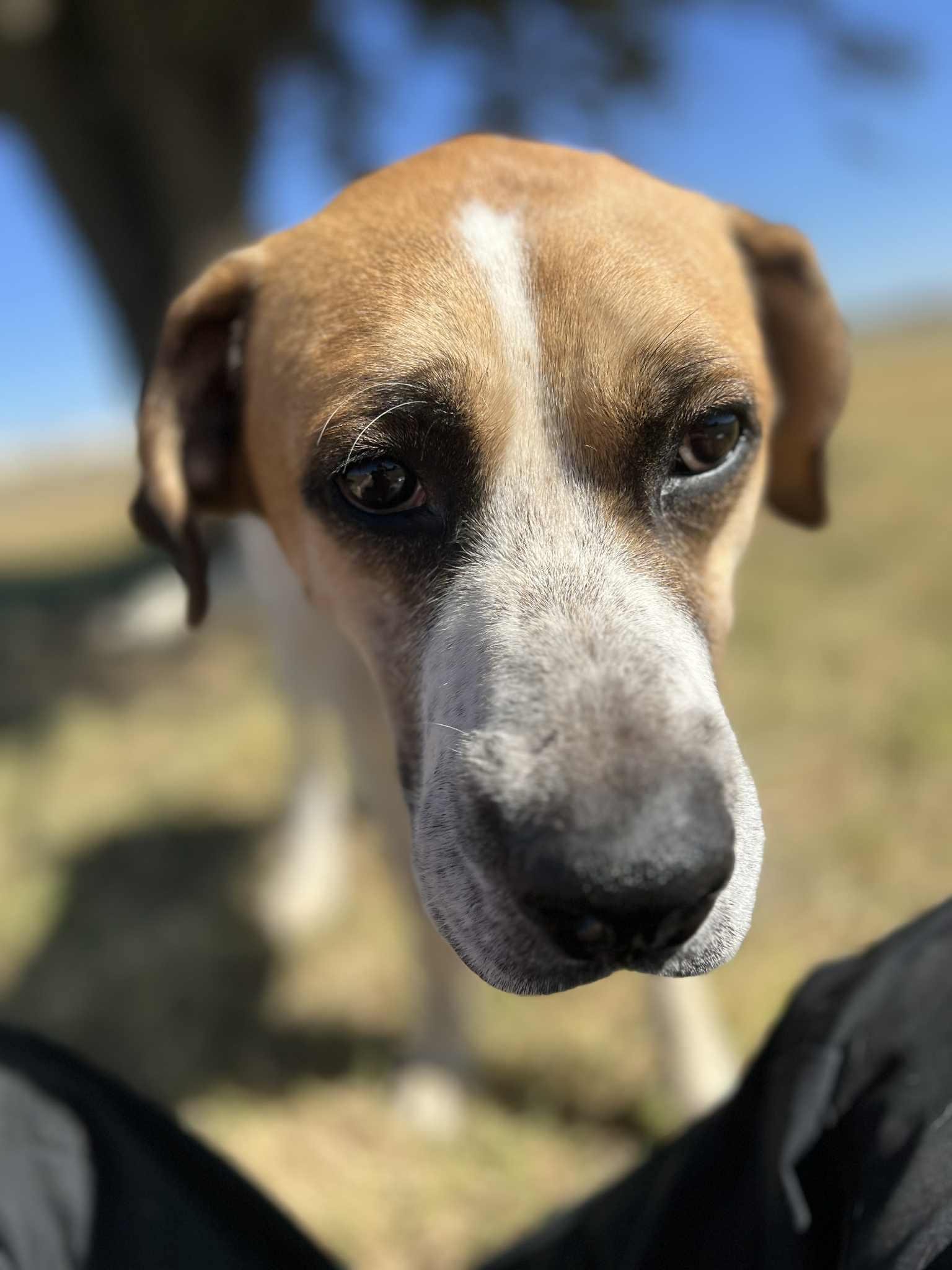 Jerky Stick, Adoptable, Adult Male Black Mouth Cur.