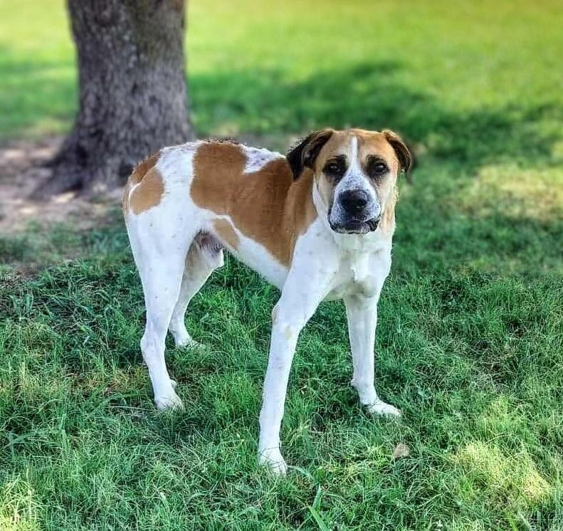 Enlarge Jerky Stick, a Adoptable mixed breed in Cleburne, TX image 3/4
