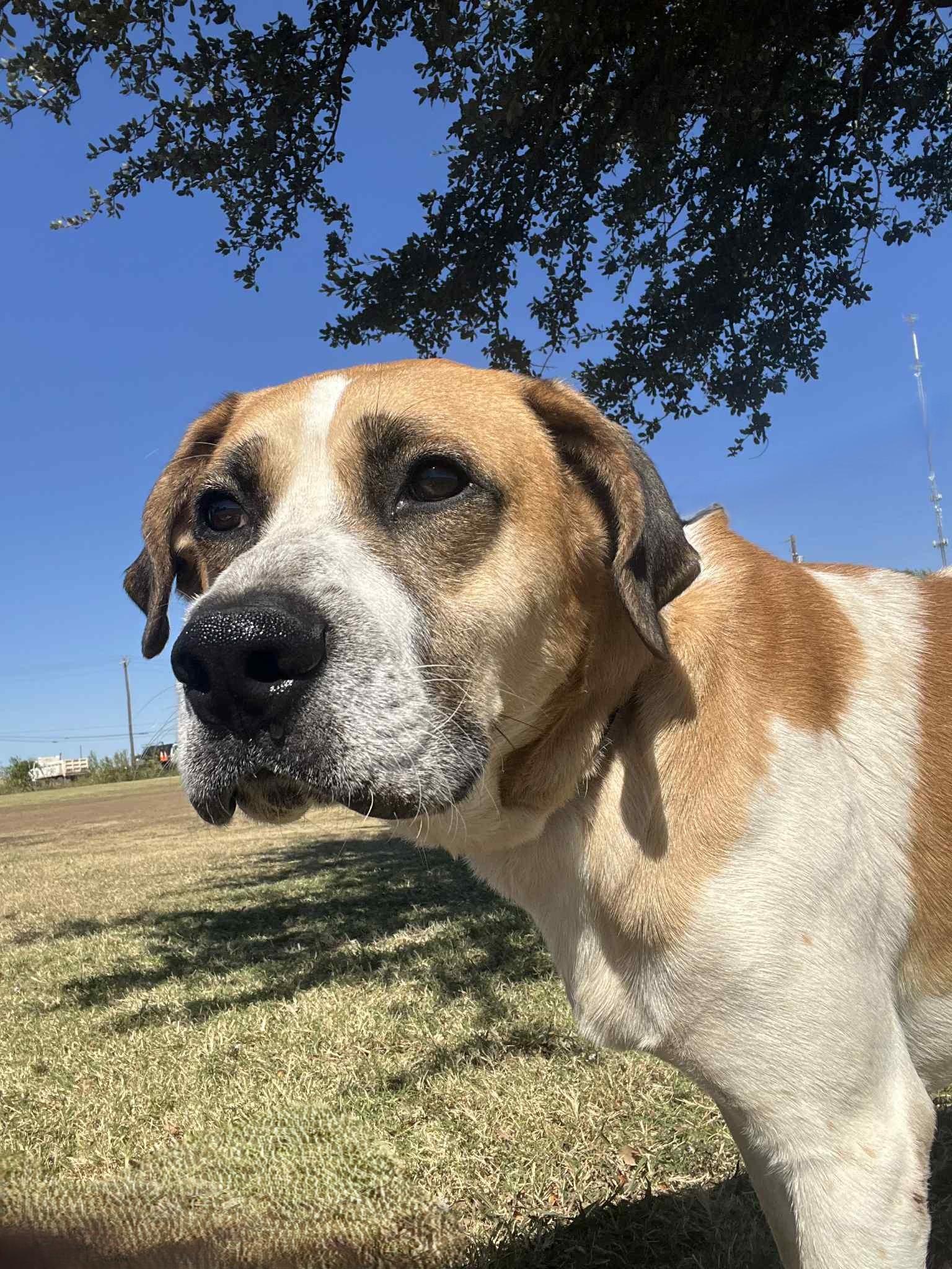 Enlarge Jerky Stick, a Adoptable mixed breed in Cleburne, TX image 4/4