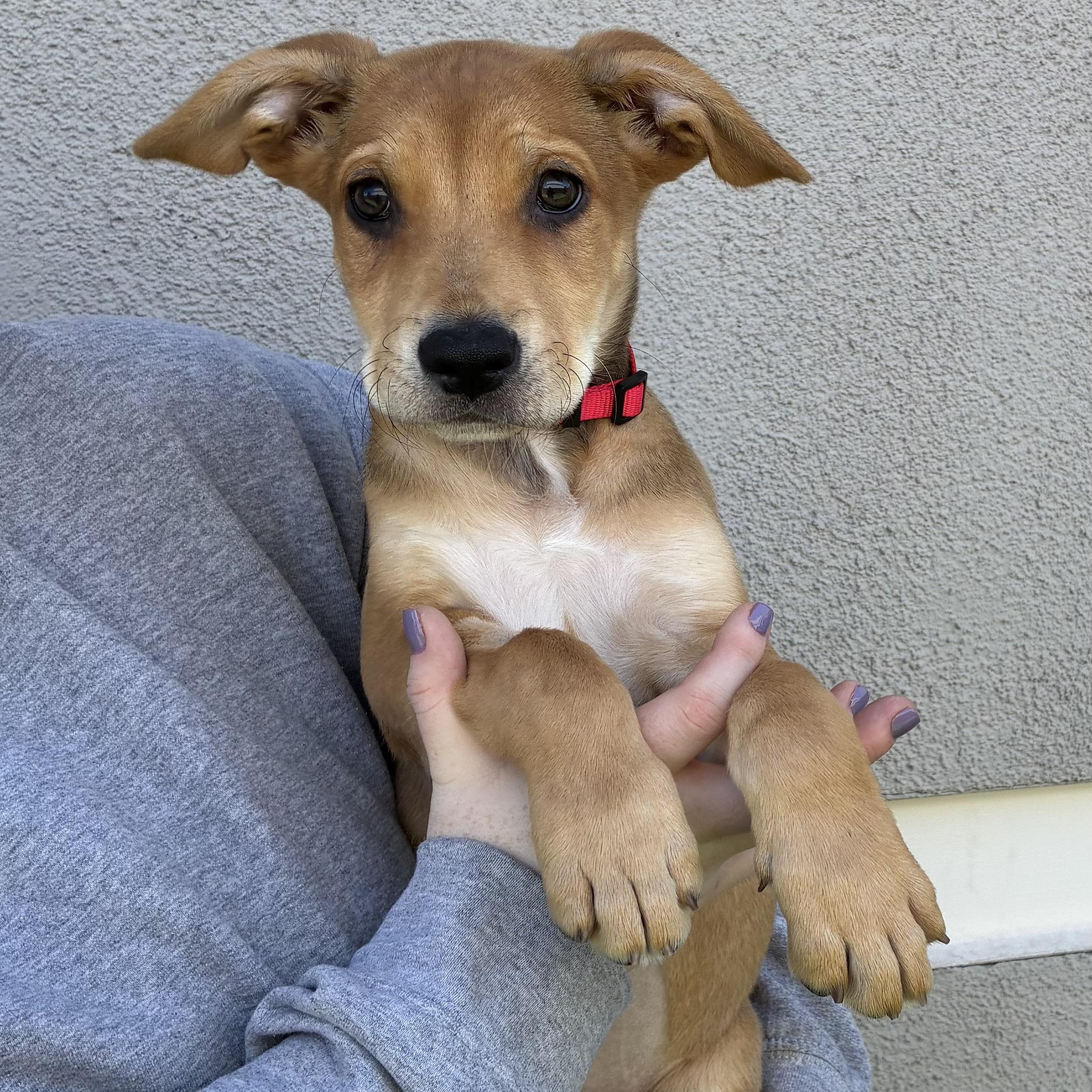 Stone, Adoptable, Puppy Female Mixed Breed.