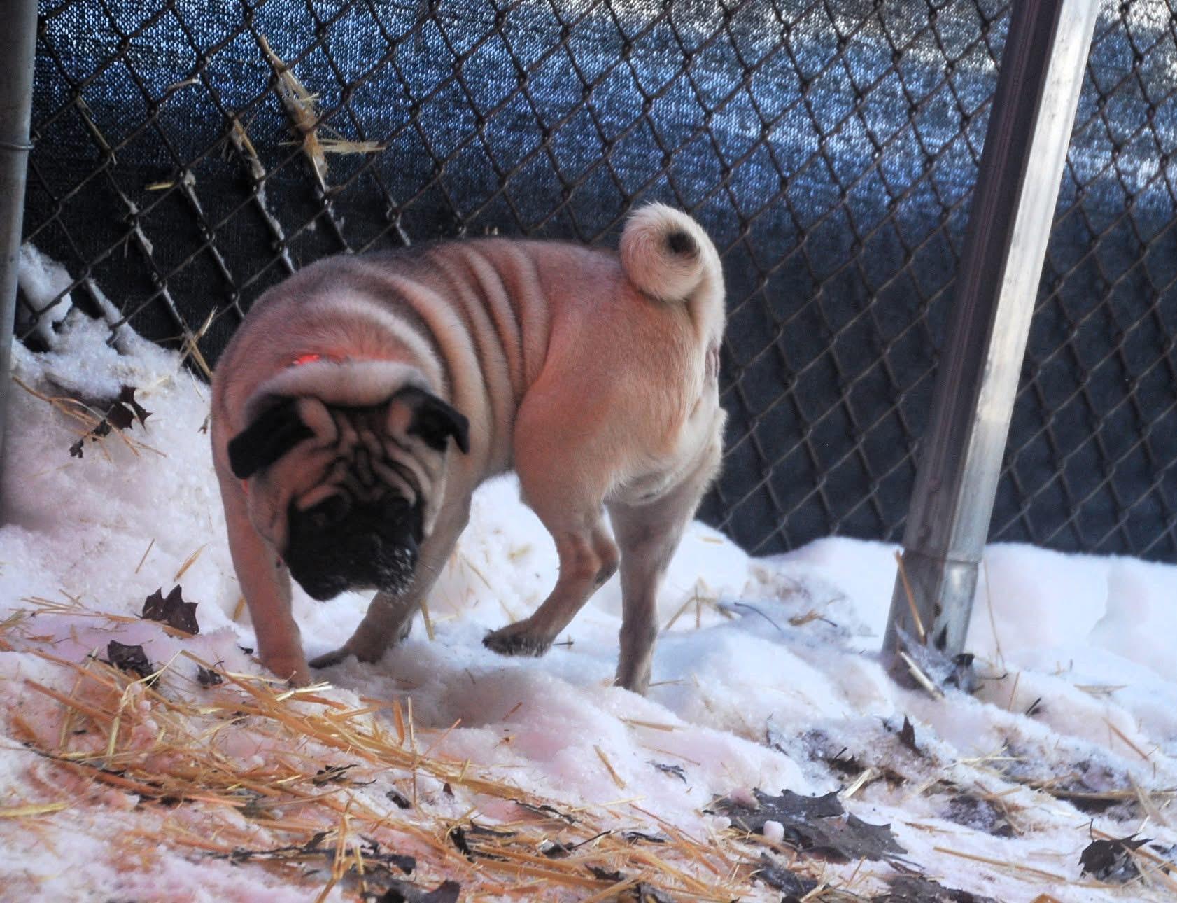Enlarge BooBoo, an adopted Pug in Chardon, OH image 5/5