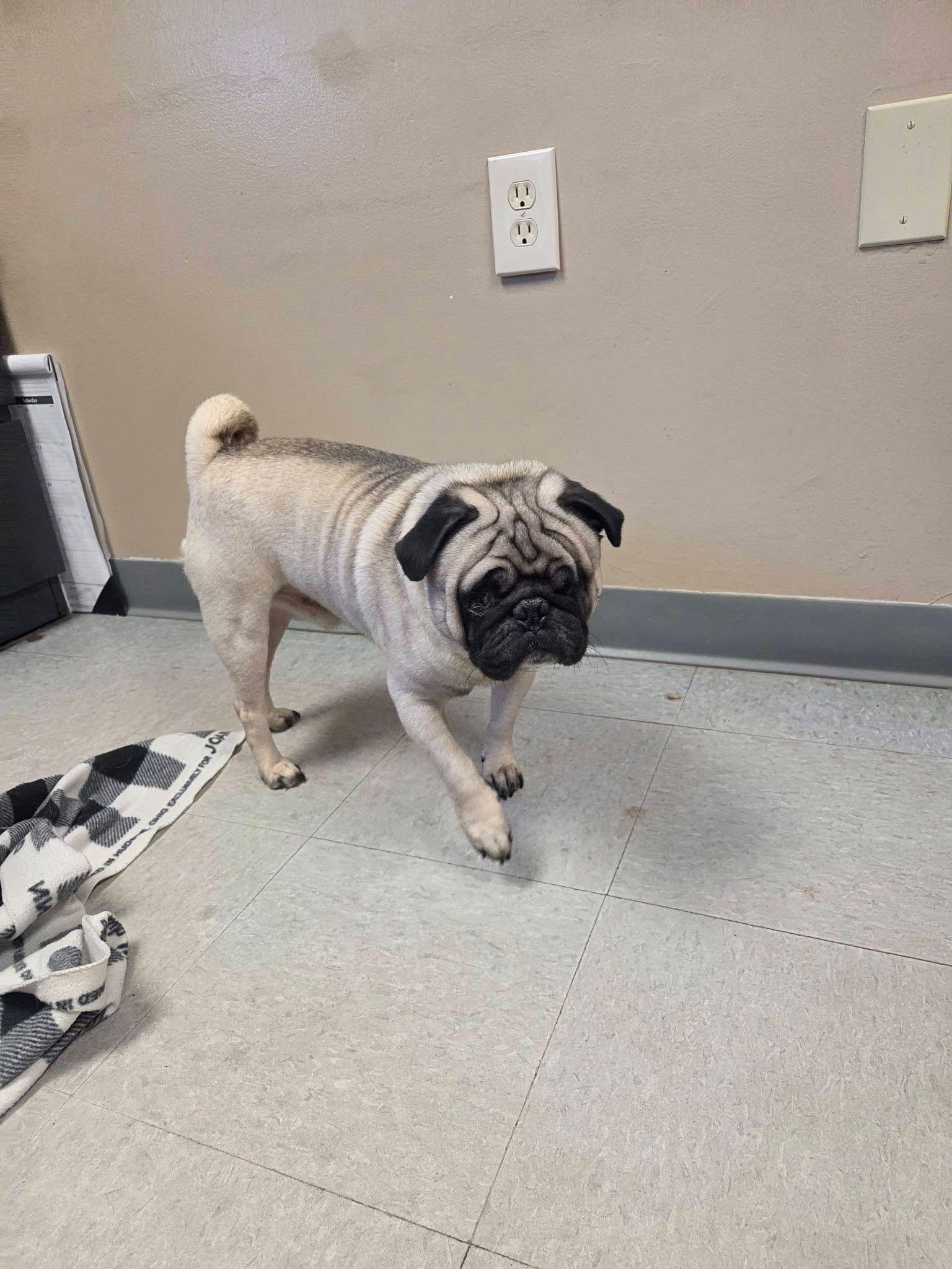 Enlarge BooBoo, an adopted Pug in Chardon, OH image 3/5