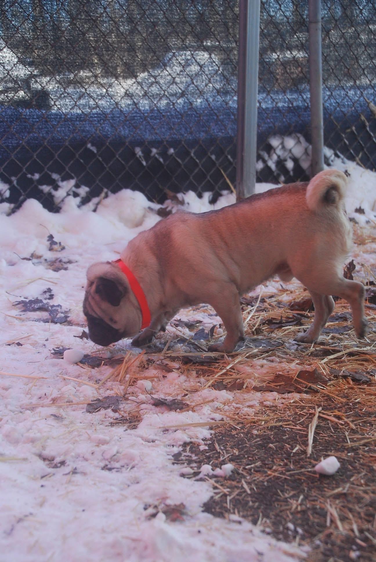 Enlarge BooBoo, an adopted Pug in Chardon, OH image 2/5