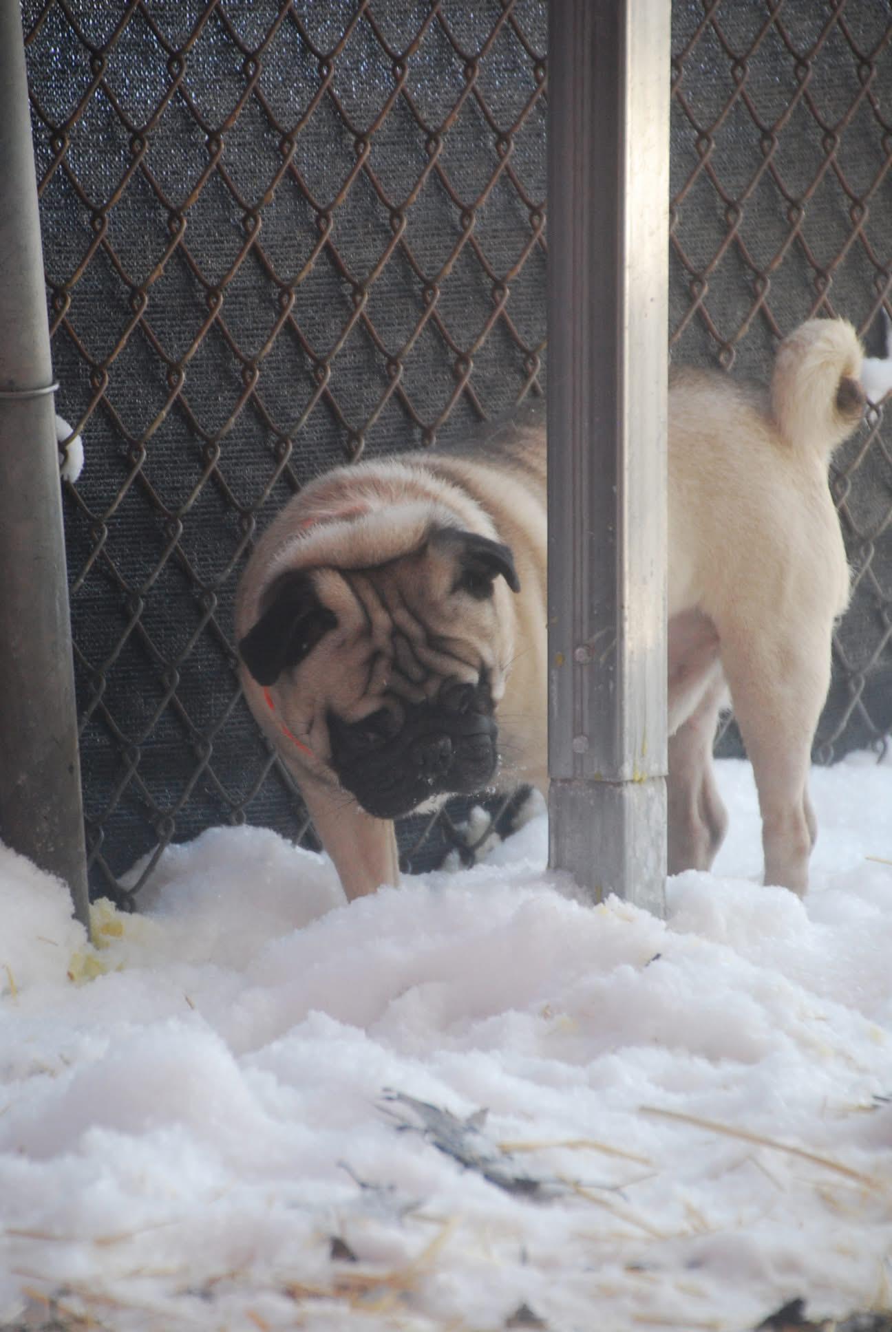 Enlarge BooBoo, an adopted Pug in Chardon, OH image 4/5