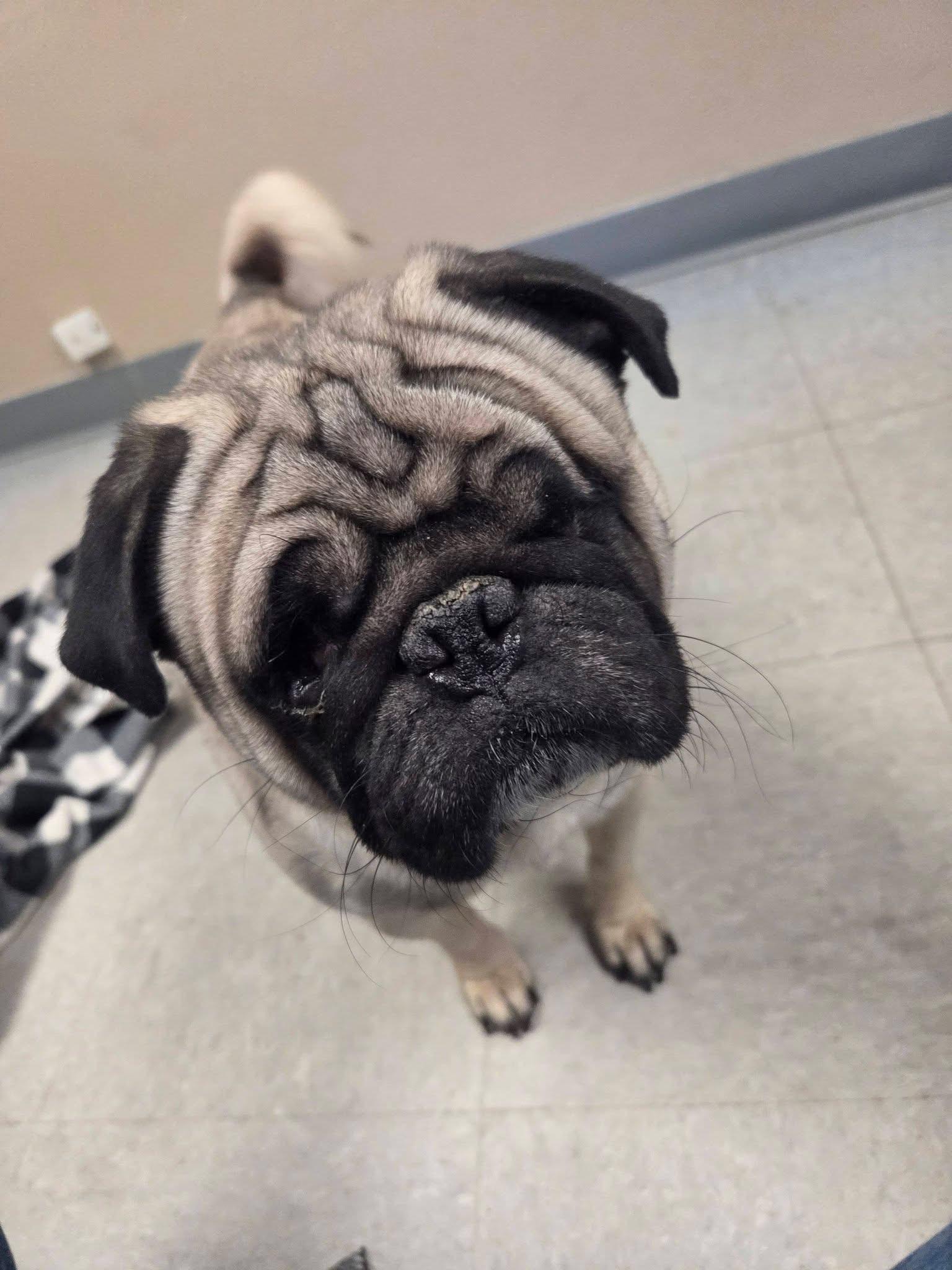 BooBoo, adopted, Adult Male Pug.