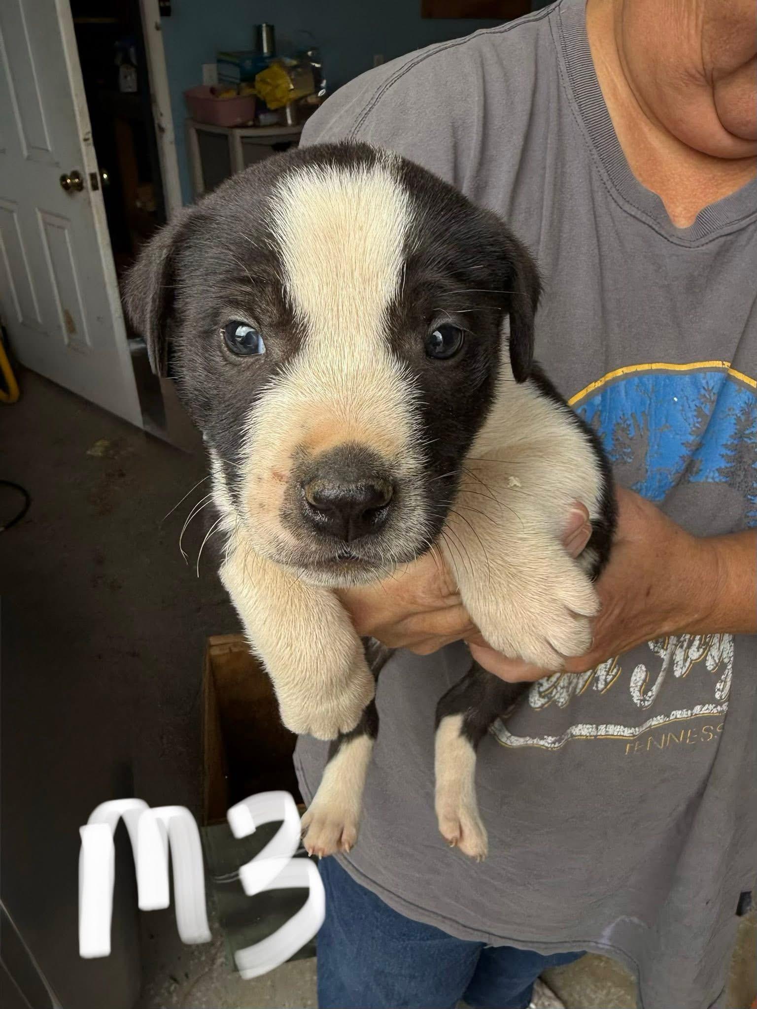 Thor, Adoptable, Puppy Male Labrador Retriever & Pit Bull Terrier.