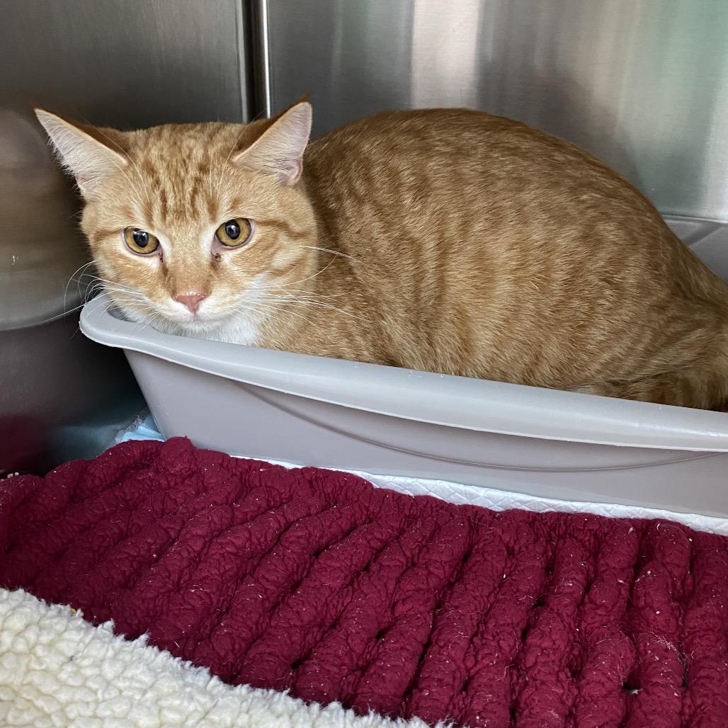 Hoss, Adoptable, Kitten Male Domestic Short Hair.