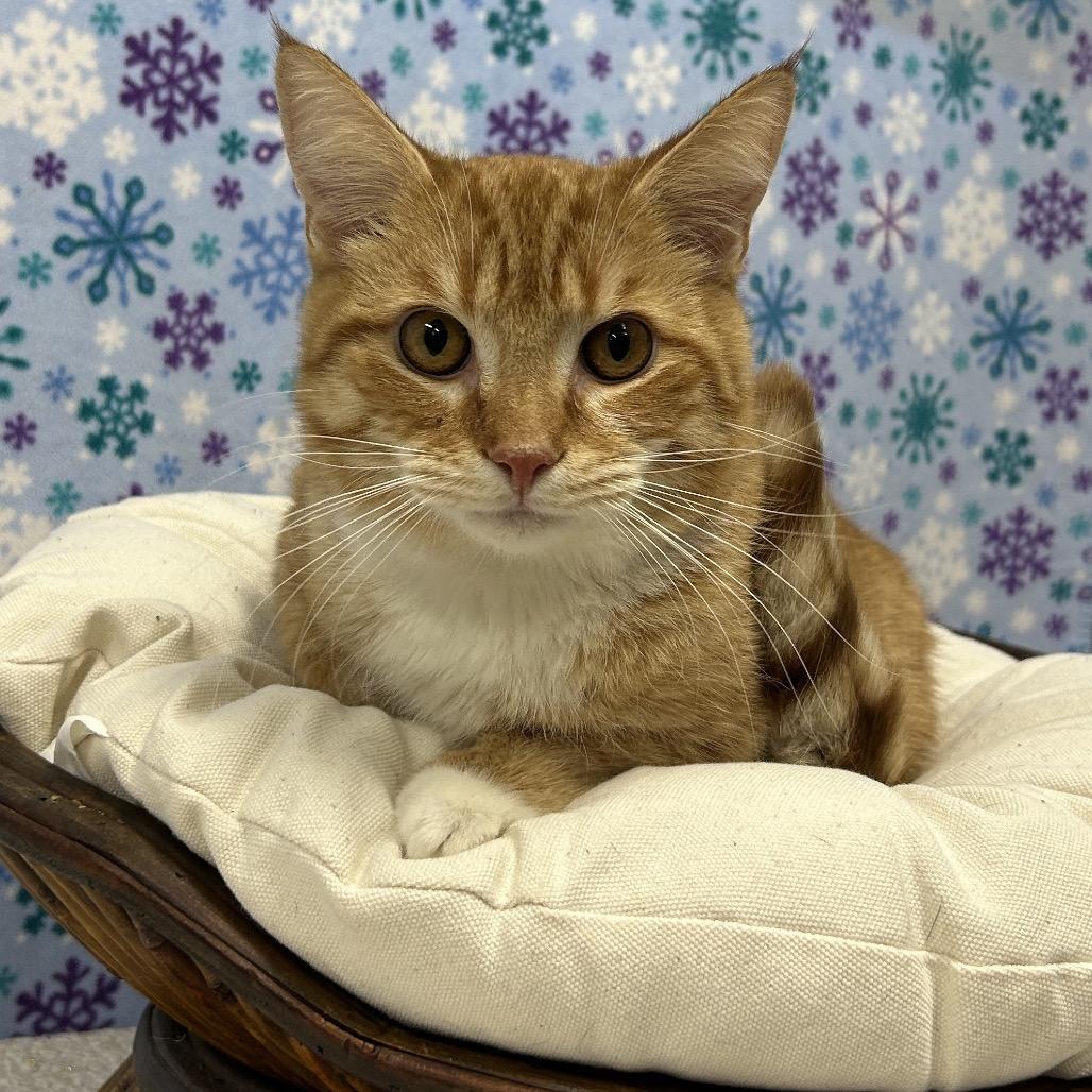 Enlarge Hoss, a Adoptable Domestic Short Hair in Walnut Cove, NC image 2/3