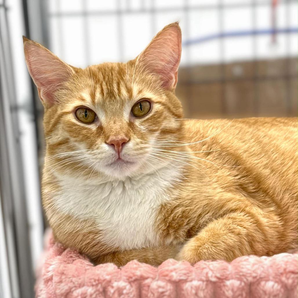 Enlarge Hoss, a Adoptable Domestic Short Hair in Walnut Cove, NC image 4/6