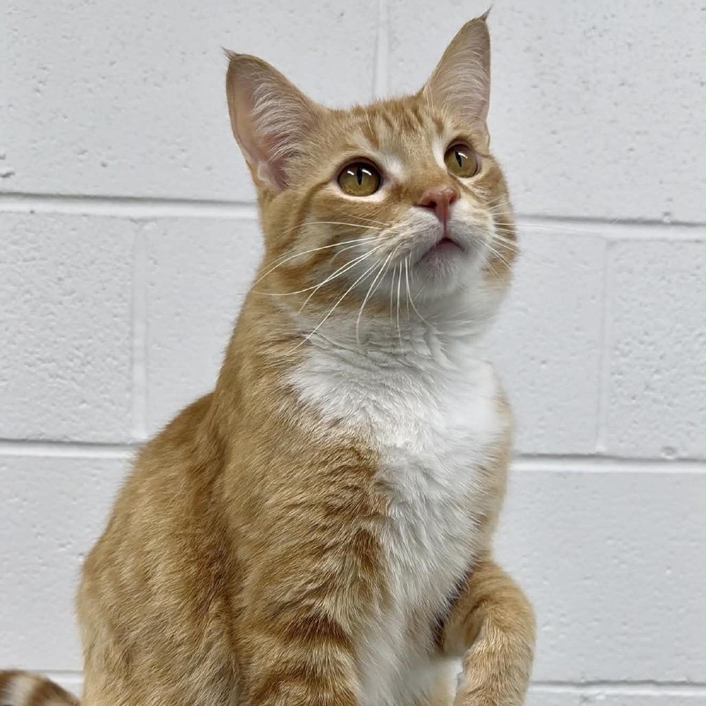 Hoss, Adoptable, Adult Male Domestic Short Hair.