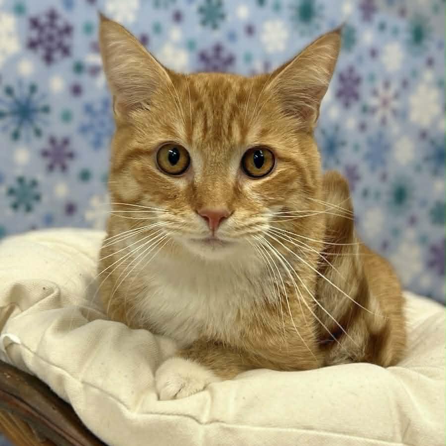 Enlarge Hoss, a Adoptable Domestic Short Hair in Walnut Cove, NC image 5/6