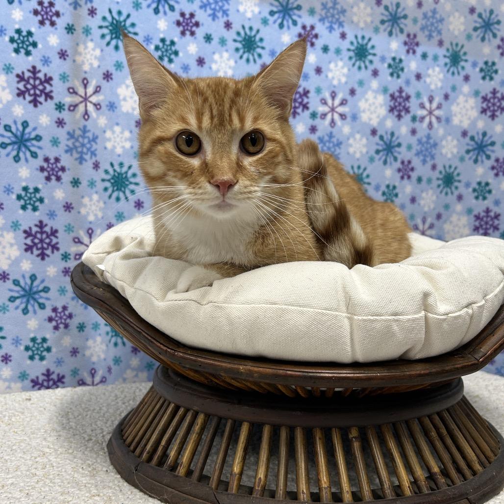 Enlarge Hoss, a Adoptable Domestic Short Hair in Walnut Cove, NC image 3/3