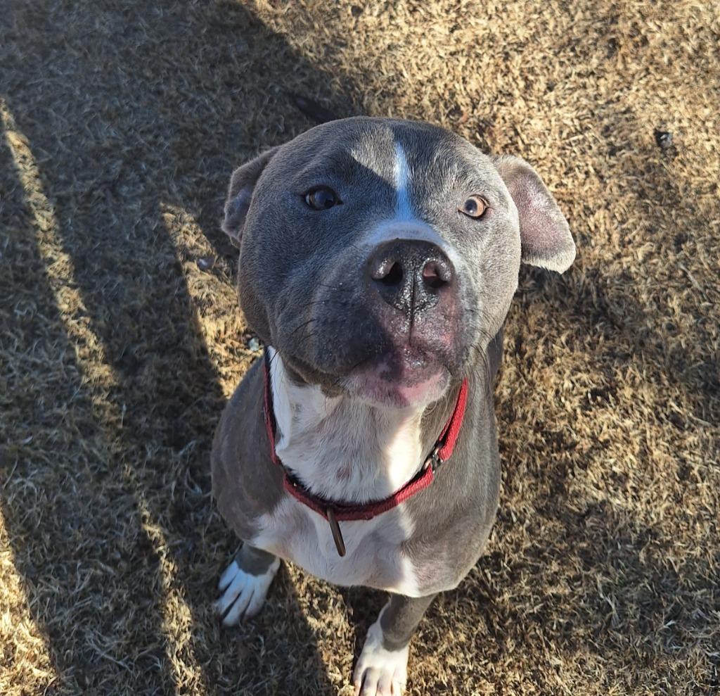 Hadley Grace, Adoptable, Adult Female Pit Bull Terrier.