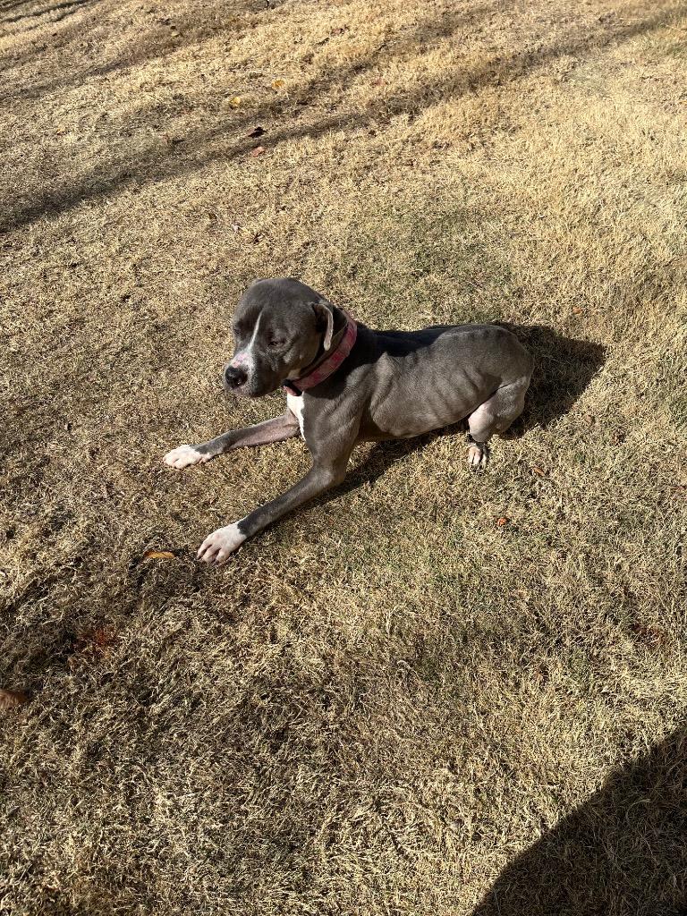 Enlarge Hadley Grace, a Adoptable Pit Bull Terrier in Noble, OK image 2/6
