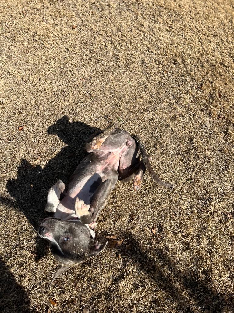 Enlarge Hadley Grace, a Adoptable Pit Bull Terrier in Noble, OK image 3/6