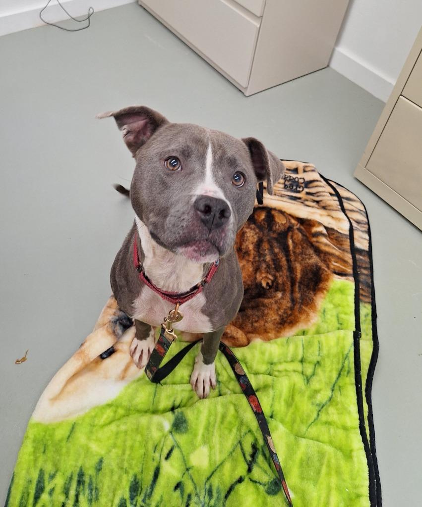 Enlarge Hadley Grace, a Adoptable Pit Bull Terrier in Noble, OK image 4/6