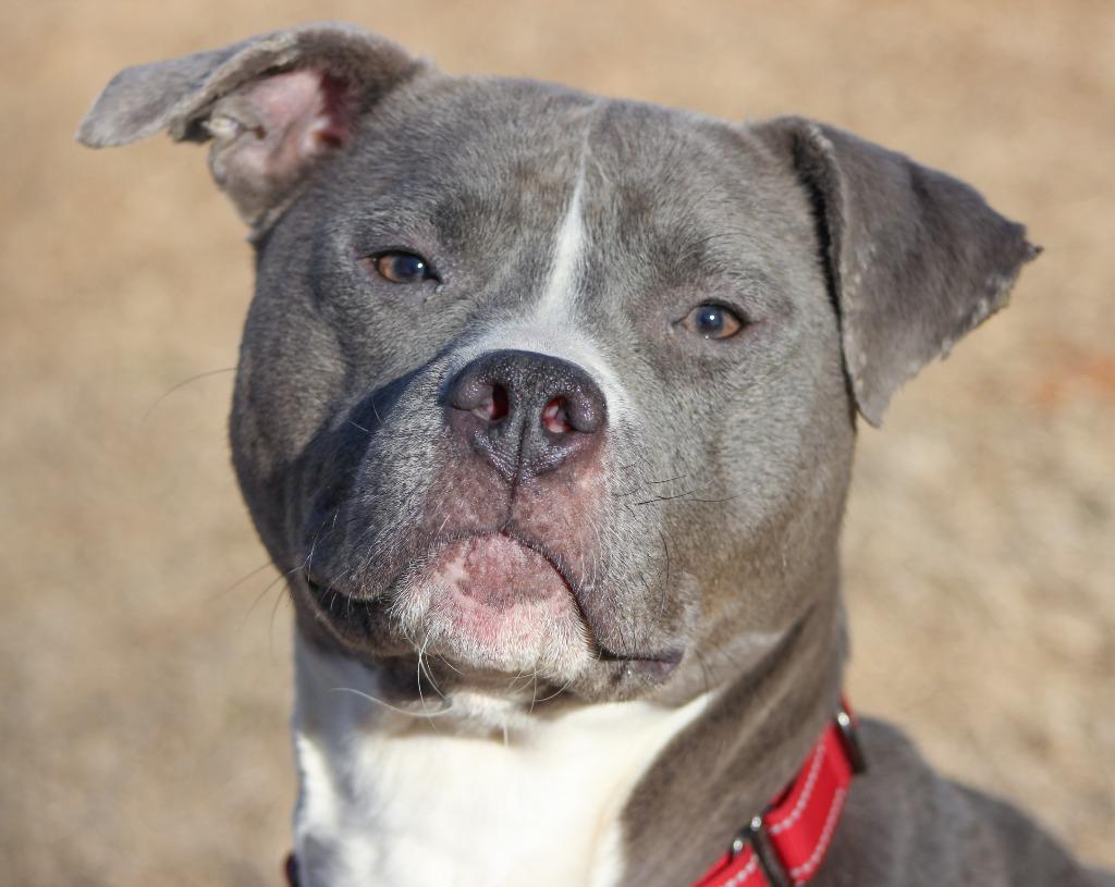 Enlarge Hadley Grace, a Adoptable Pit Bull Terrier in Noble, OK image 5/6
