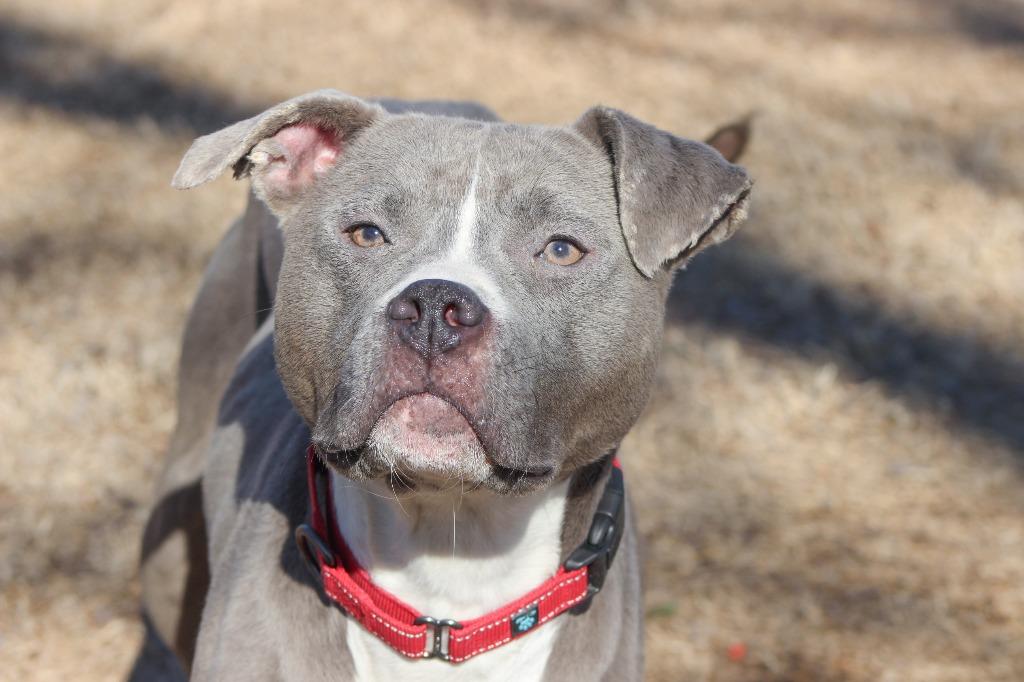 Enlarge Hadley Grace, a Adoptable Pit Bull Terrier in Noble, OK image 6/6