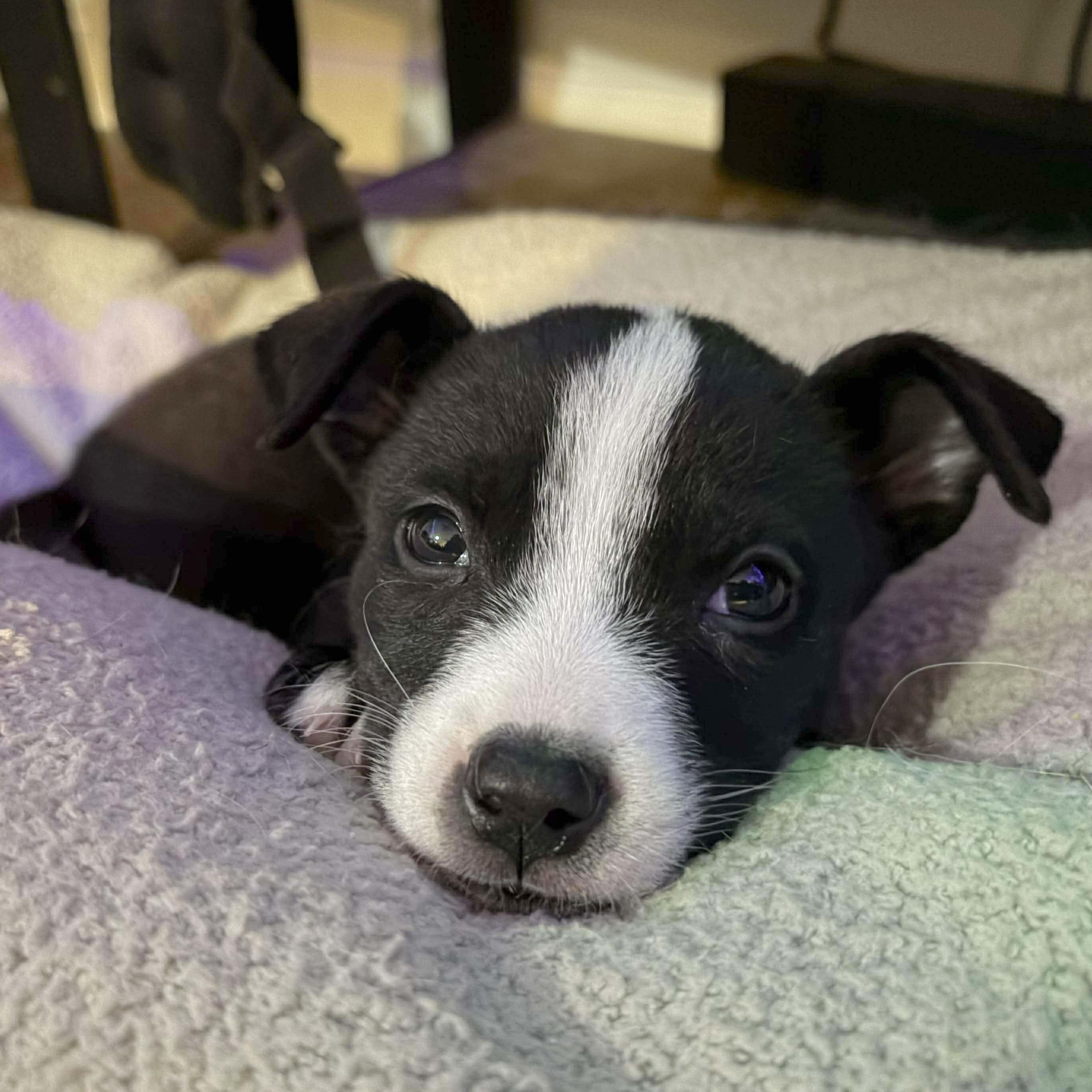 Enlarge Fallon, an adopted mixed breed in Fort Lupton, CO image 2/6