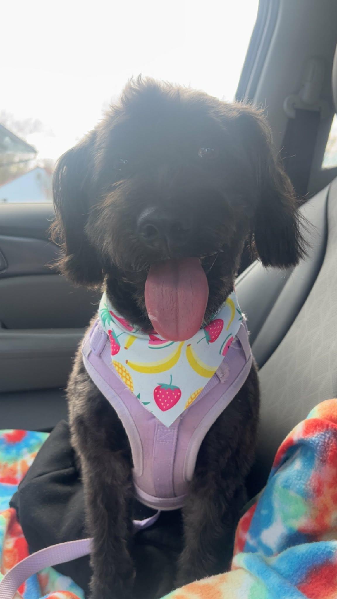 Kelce Jane, ADOPTABLE, Young Female Miniature Poodle & Labradoodle.