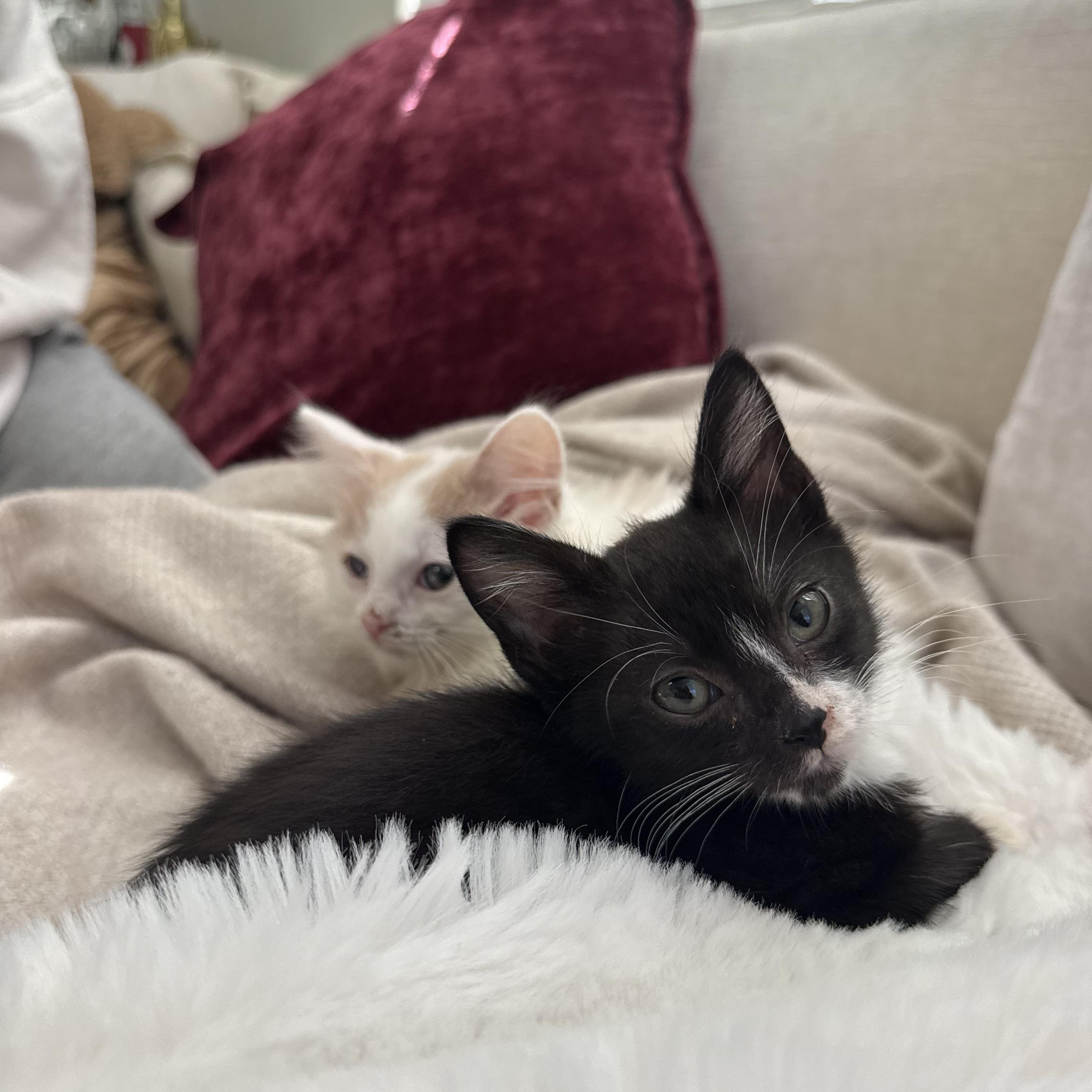 Taco Breath, Adoptable, Kitten Male Tuxedo.